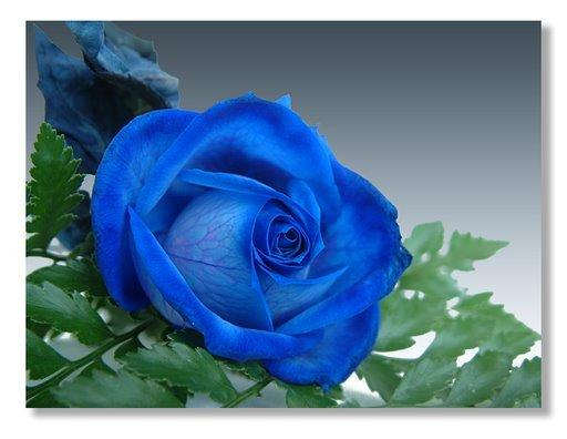 Blue Rose