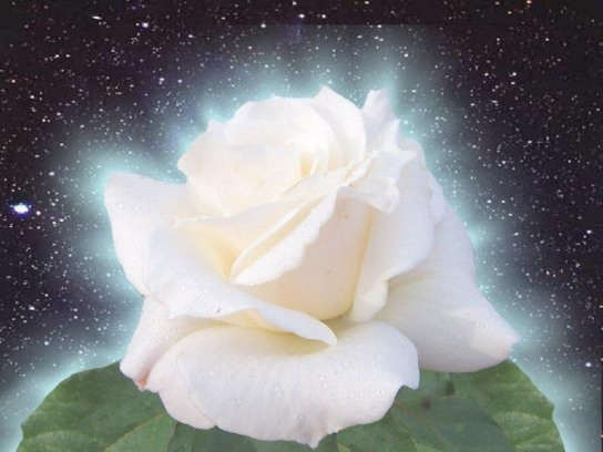 White Rose