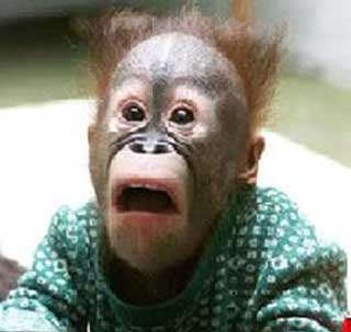 Shocked monkey