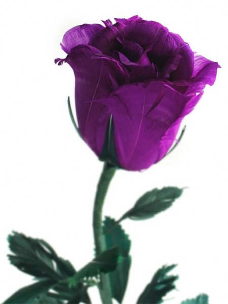Violet Rose - DesiComments.com