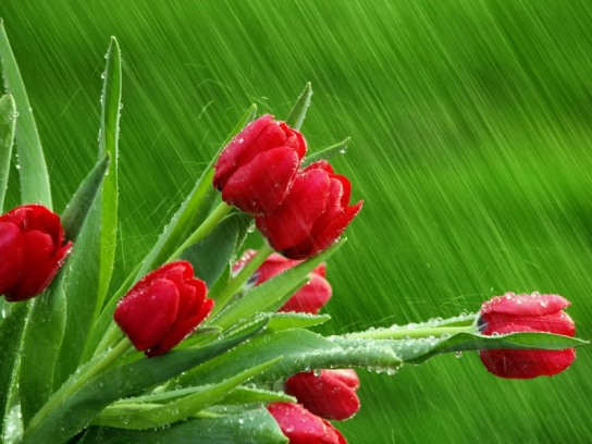 Red Roses