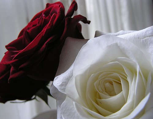 Roses