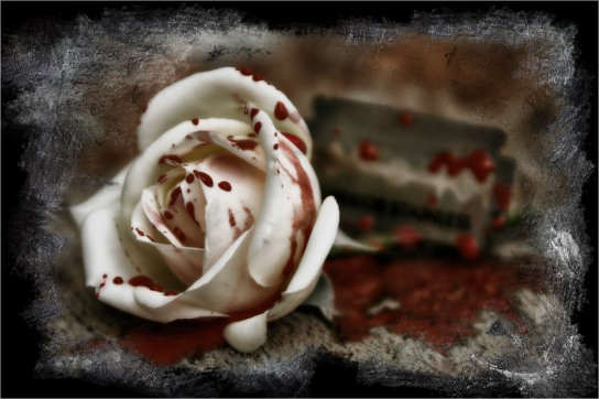 White rose with blood - DesiComments.com