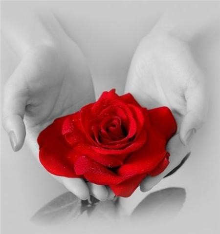 Red Rose
