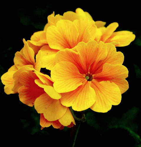 Yellow Flowers