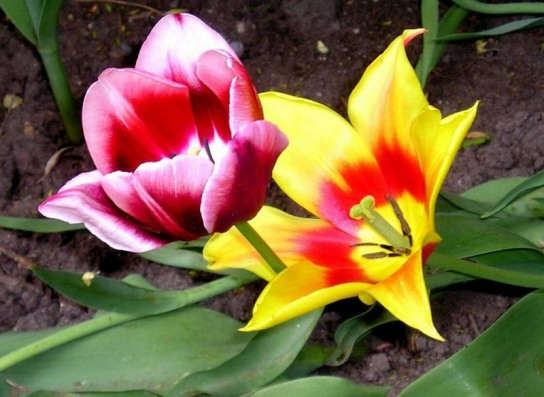 Flowers