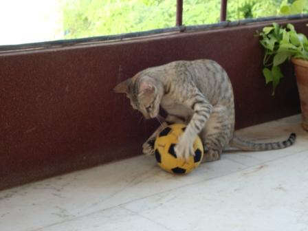 Little cat playing with football