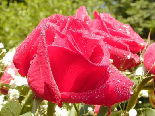 Red Rose