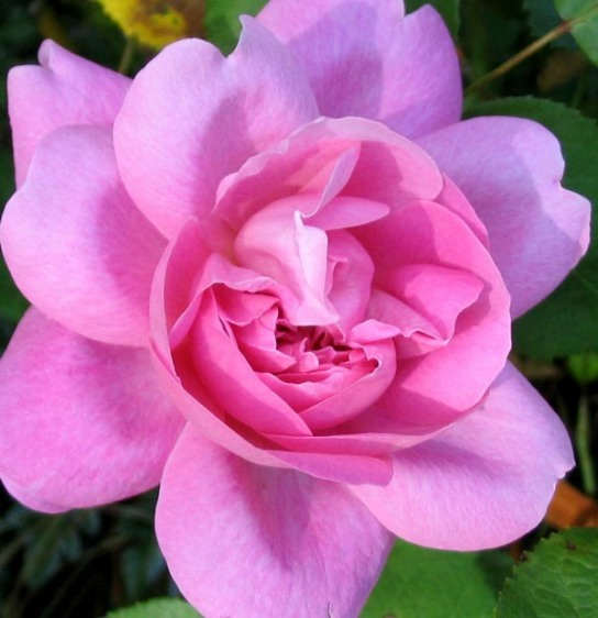 Pink Rose