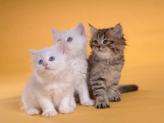 Cute Cats