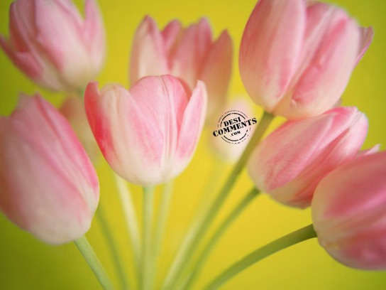 Pink Tulips