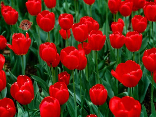 Red Tulips