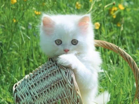 Cute Cat