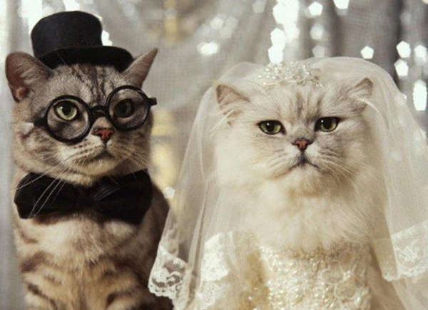 Cats getting married