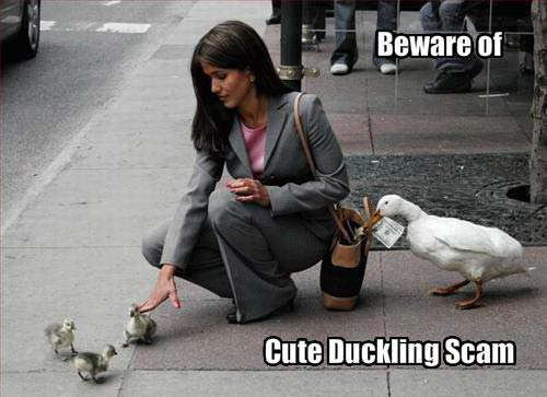 Beware of cute duckling scam