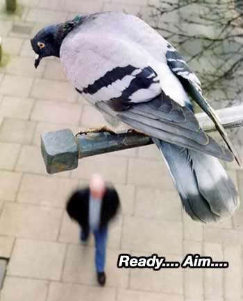 Ready… Aim…