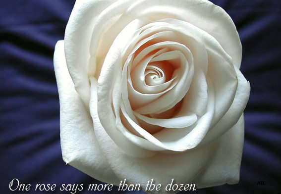 White Rose