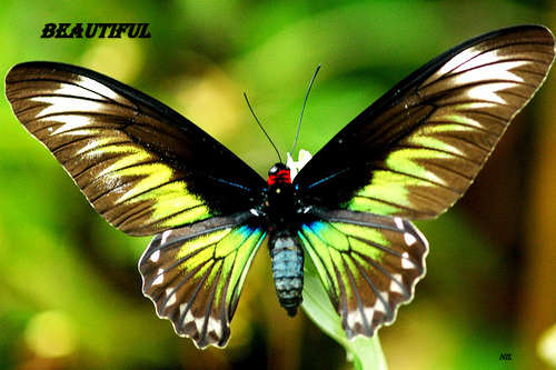 Butterfly