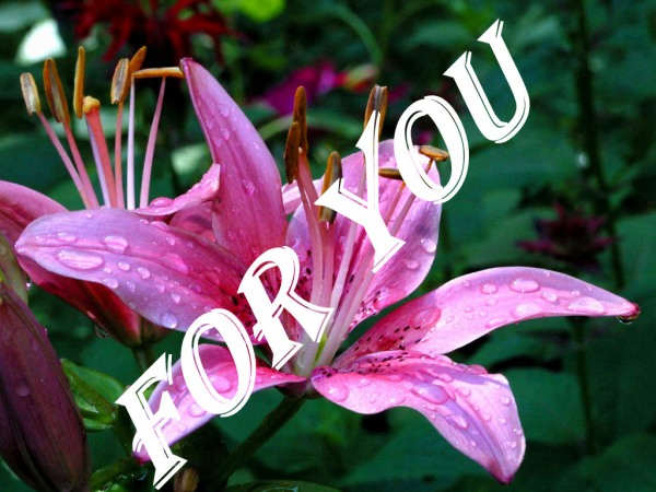 Flower for you...