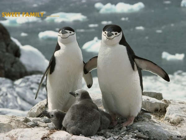 Penguins