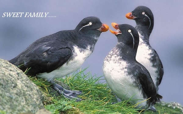 Sweet family of parakeet auklets