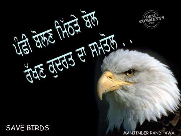 Save Birds