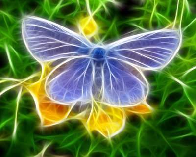 Butterfly