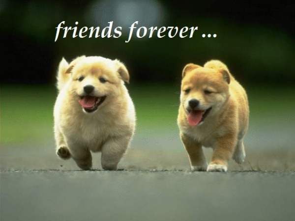 Friends Forever