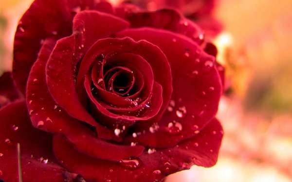 Red Rose