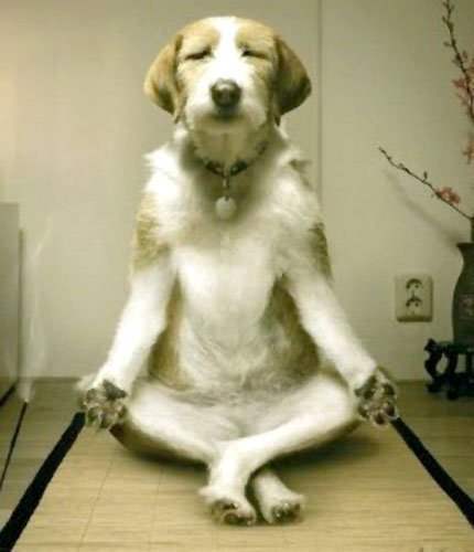 Dog doing yoga…