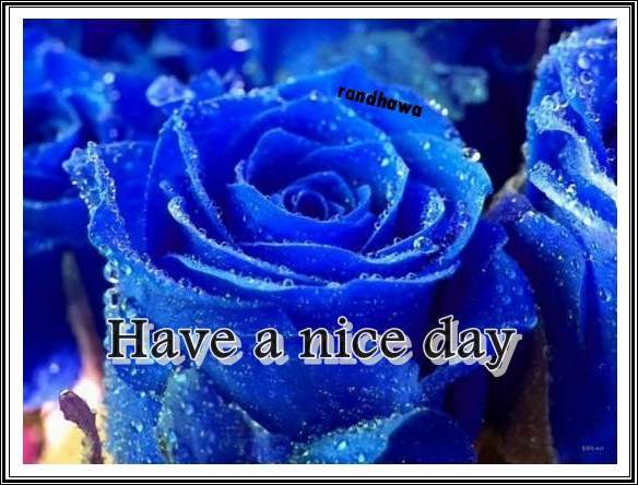 Have a nice day