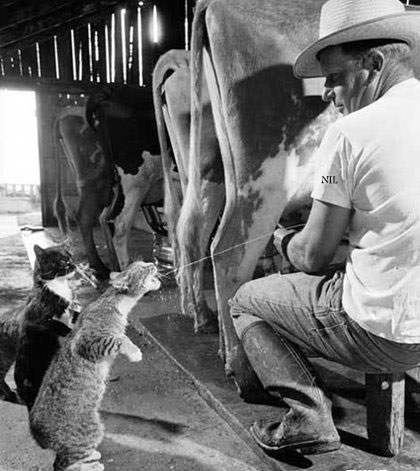 Cat Drinking Some Direct Milk