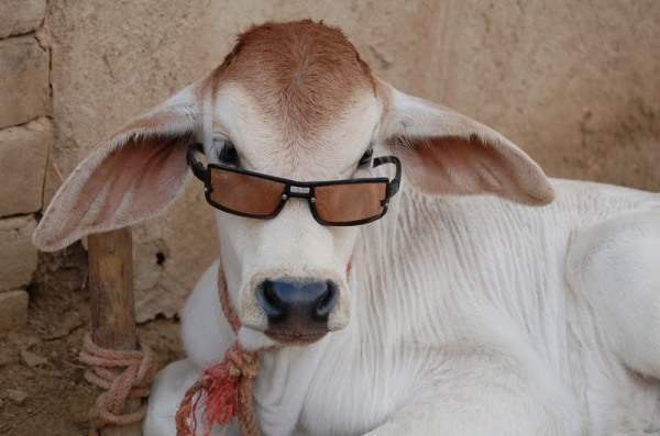 Cow with sunglasses - DesiComments.com