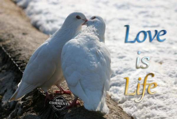 Love is Life…