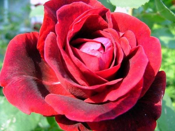 Red Rose