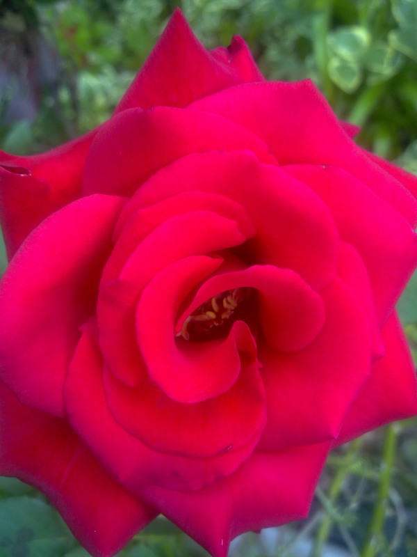 Red Rose