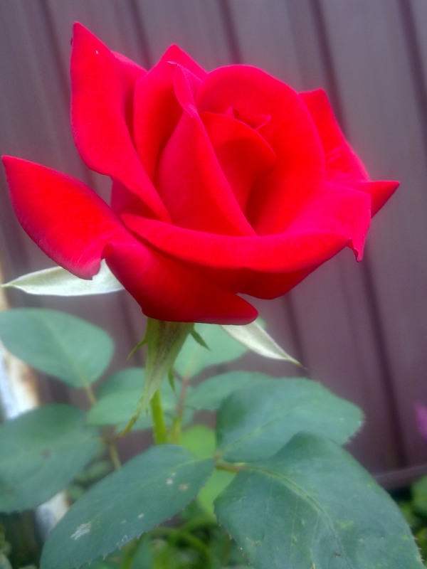 Red Rose