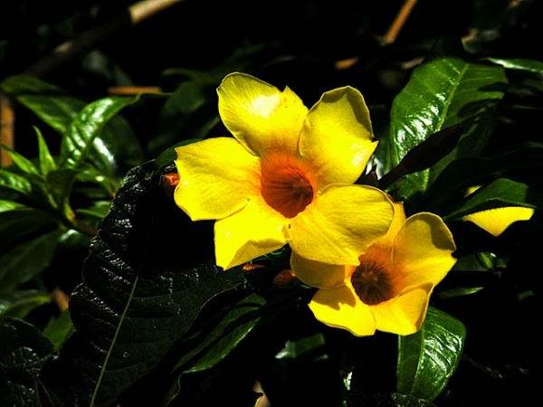 Yellow Flowers