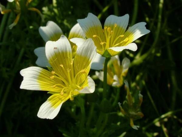 White Yellow Flowers