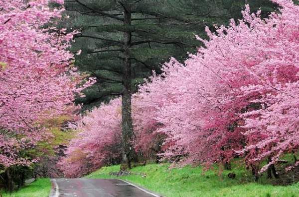 Lovely Pink Flowers