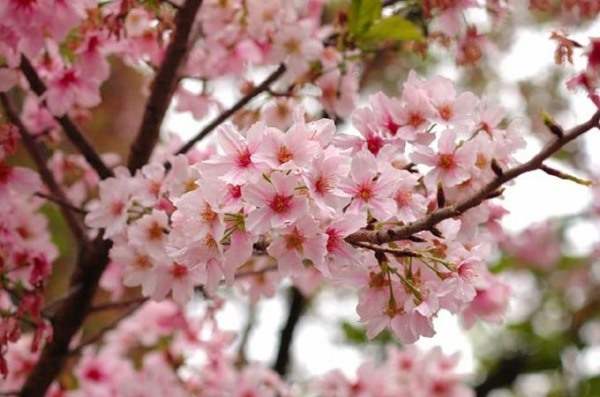 Pink Flowers