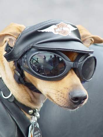 Funny Dog Wearing A Cap