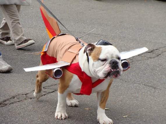 Funny Dog Plane