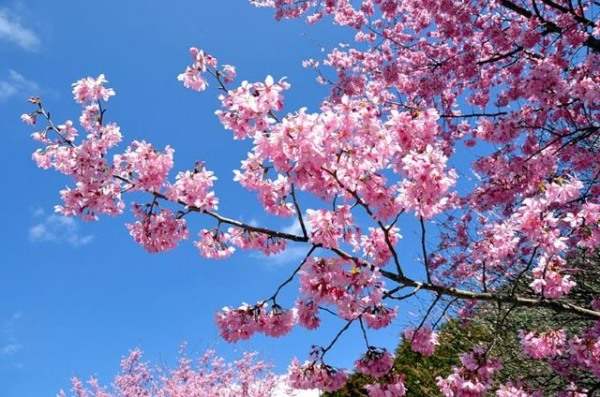 Lovely Pink Flowers