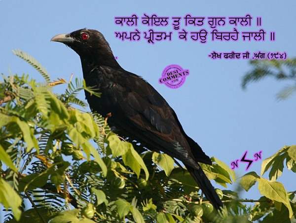 Kaali koel tu