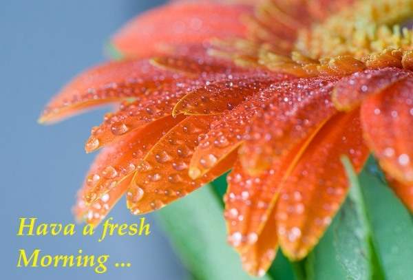 Have a fresh morning