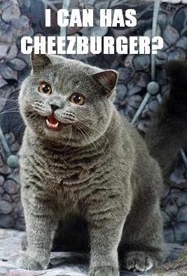 I can has cheezburger?