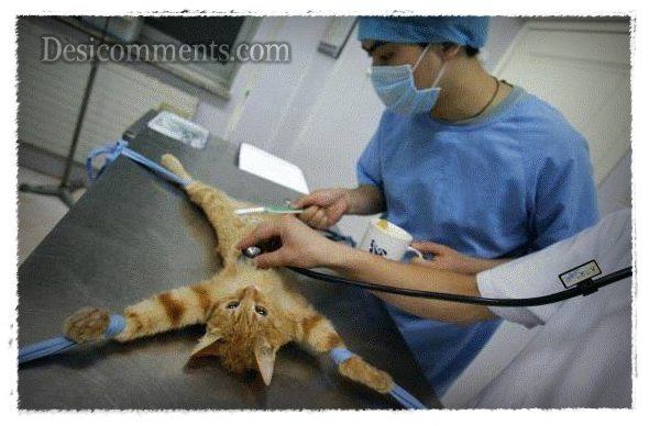 Cat Operation