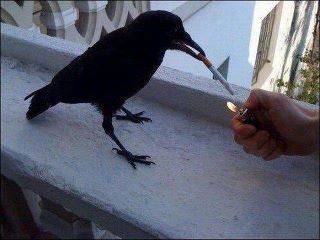 Crow with a cigarette