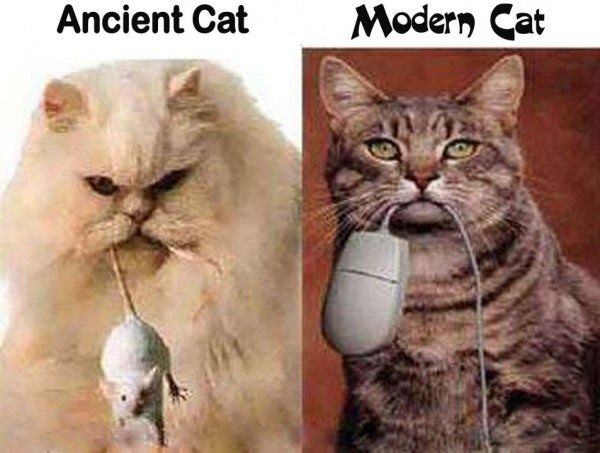 Ancient cat and modern cat